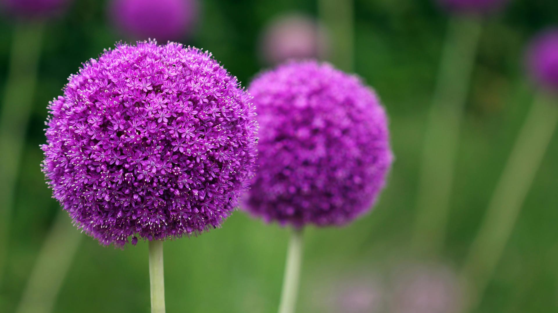 Allium