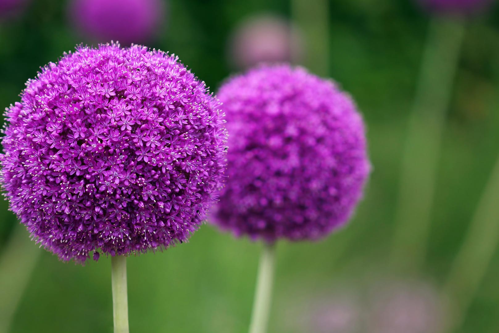 Allium