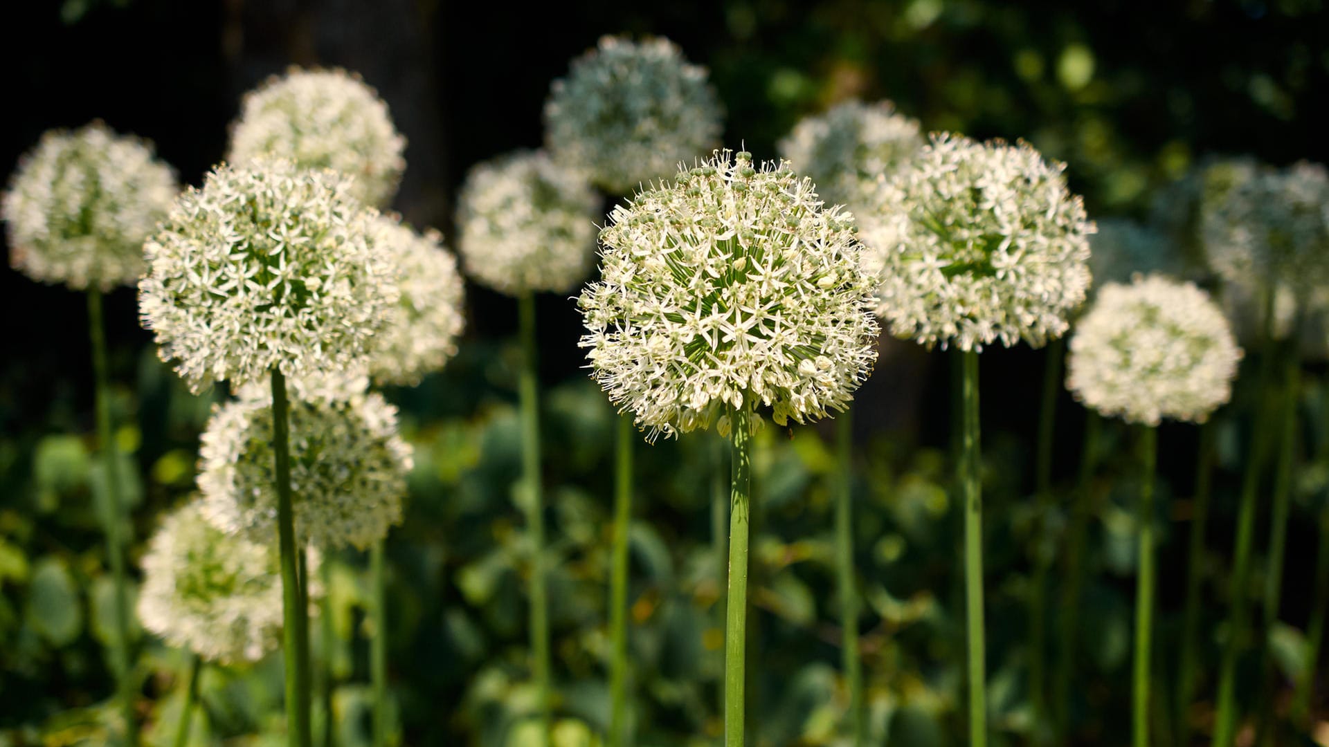 Allium jesdianum