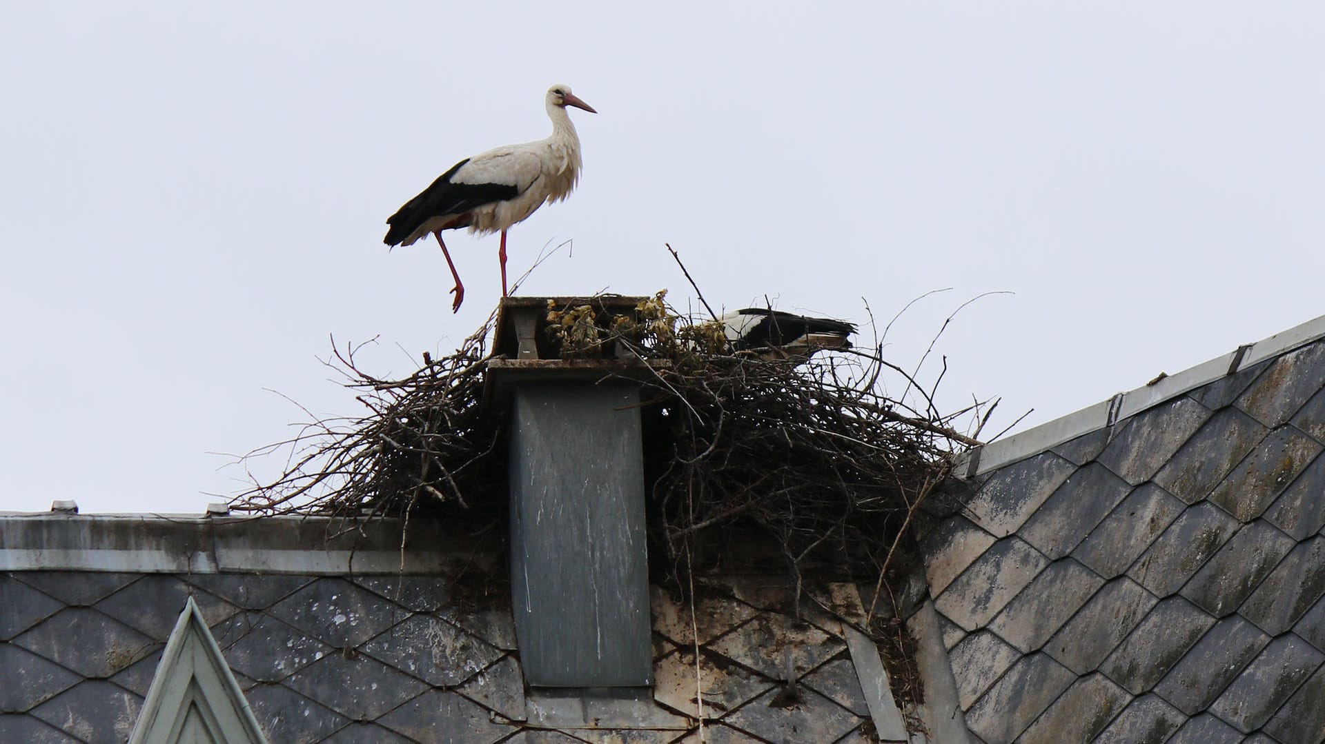 Störche in Munster: Der Storch war in den 70er Jahren in der Region fast ausgestorben.