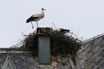 Störche in Munster: Der Storch war in den 70er Jahren in der Region fast ausgestorben.