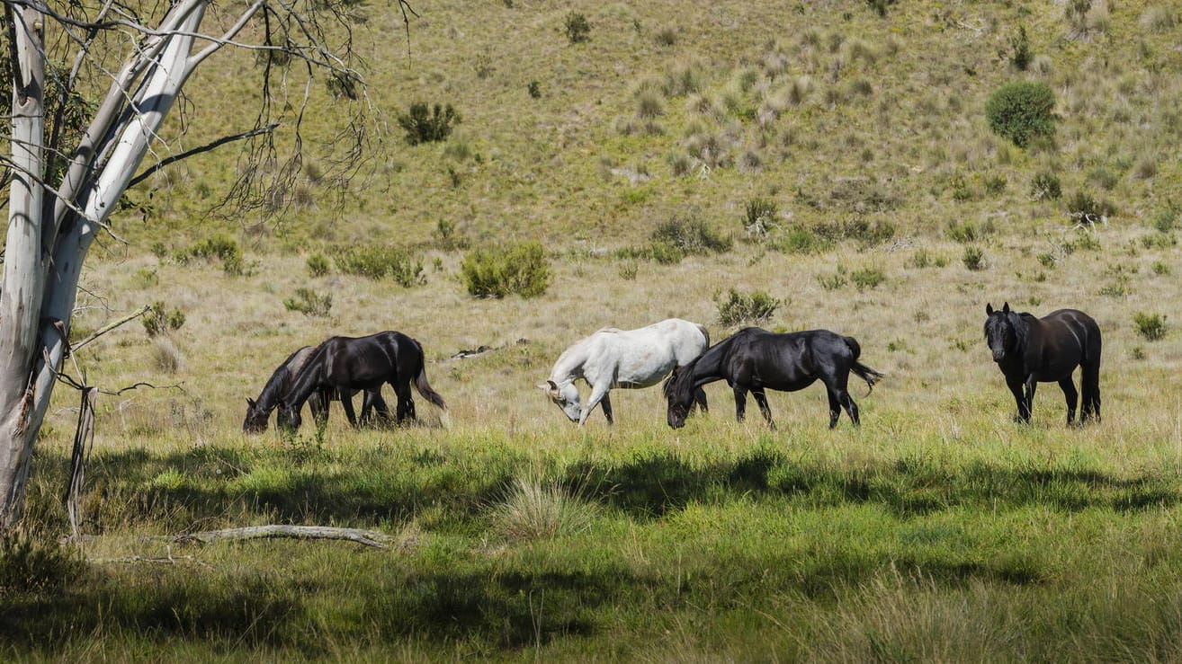 Die australischen Wildpferde "Brumbies": Australien kippt Plan zur Tötungen von Tausenden Wildpferden.