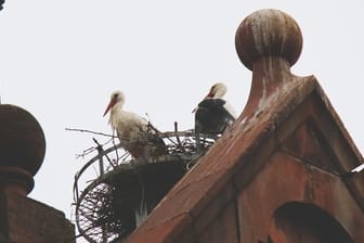 Ein Storchen-Paar nistet im elsässischen Städtchen Munster.
