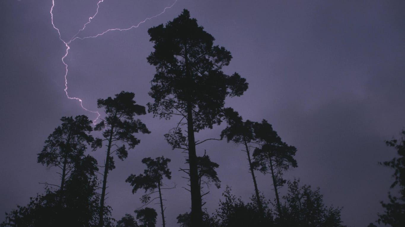 Gewitter über einem Wald: Ein Blitz schlug in Bayern in einen Baum ein – ein 22-Jähriger starb. (Archivbild)