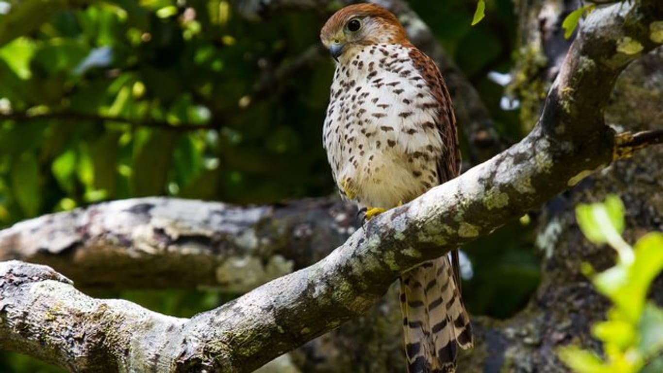 Mauritiusfalke (Falco punctatus) auf einem Baum.