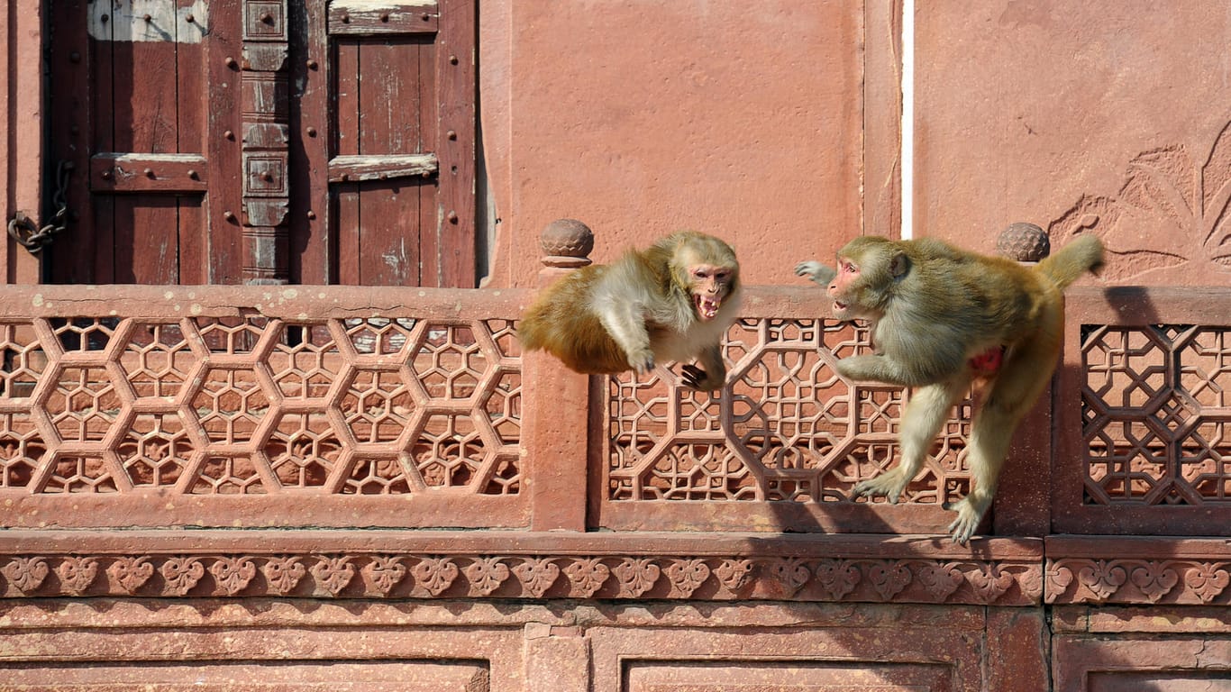 Zwei Paviane balgen sich vor einem Nebengebäude des Taj Mahals: Nicht selten werden Touristen von Affen beklaut. (Archivbild)