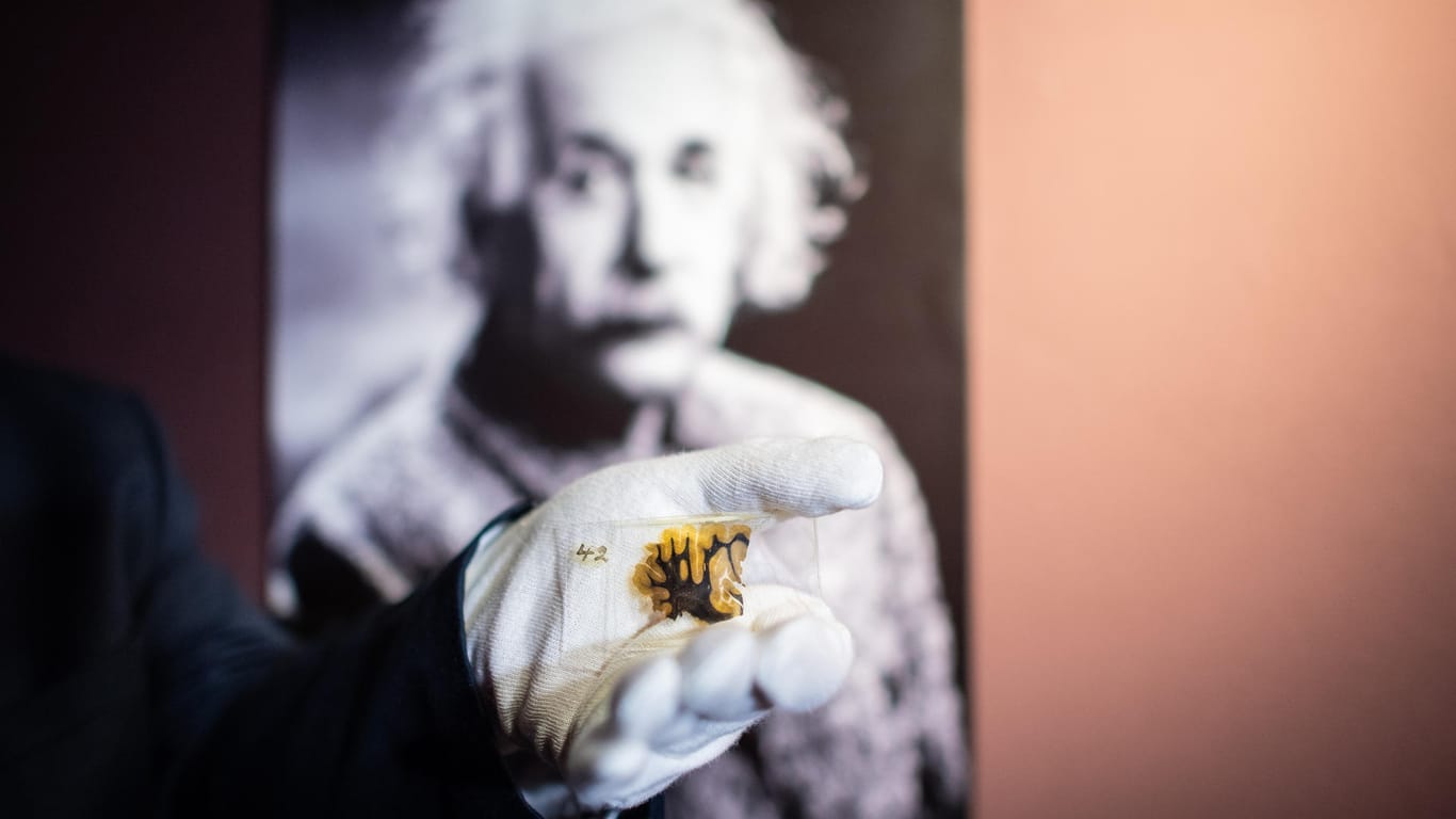Eine Glasplatte mit einem mikroskopischen Schnitt des Gehirngewebes von Albert Einstein im LWL-Museum für Naturkunde: Ab 29. Juni ist Einsteins Gehirn in Münster zu sehen.