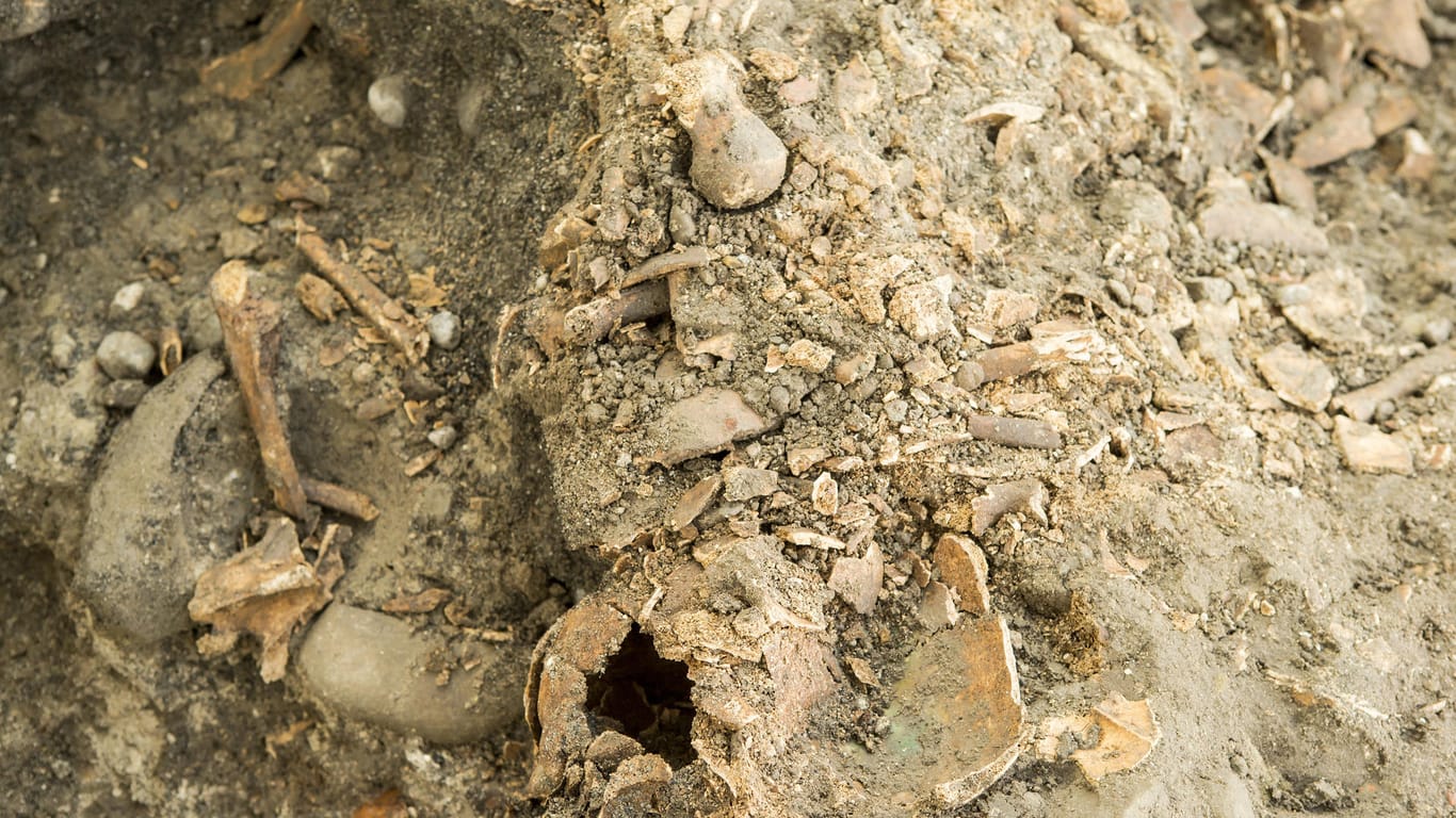 Schädel und Knochen auf einer archäologischen Ausgrabung: Die Funde im Jütland stammen von ungefähr 30 Männern. (Symbolbild)