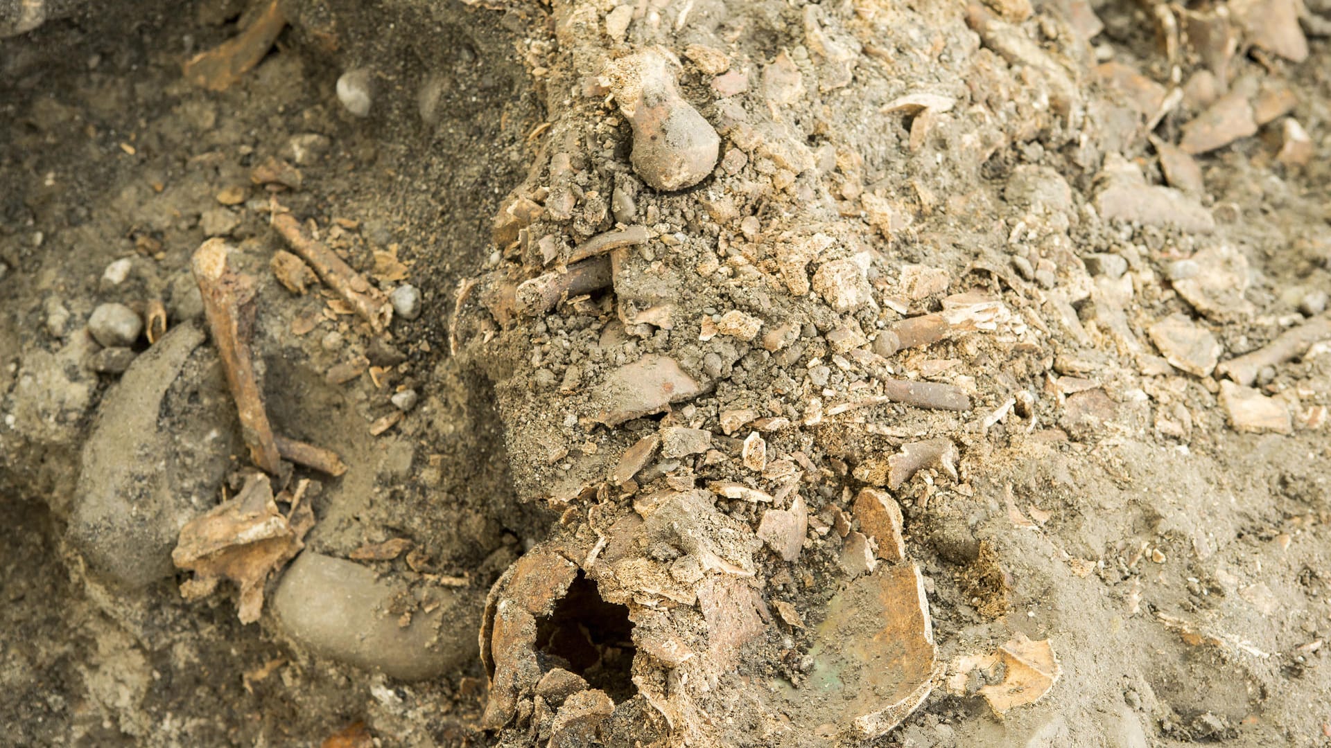 Schädel und Knochen auf einer archäologischen Ausgrabung: Die Funde im Jütland stammen von ungefähr 30 Männern. (Symbolbild) Schädel und Knochen auf einer archäologischen Ausgrabung: Die Funde im Jütland stammen von ungefähr 30 Männern. (Symbolbild)