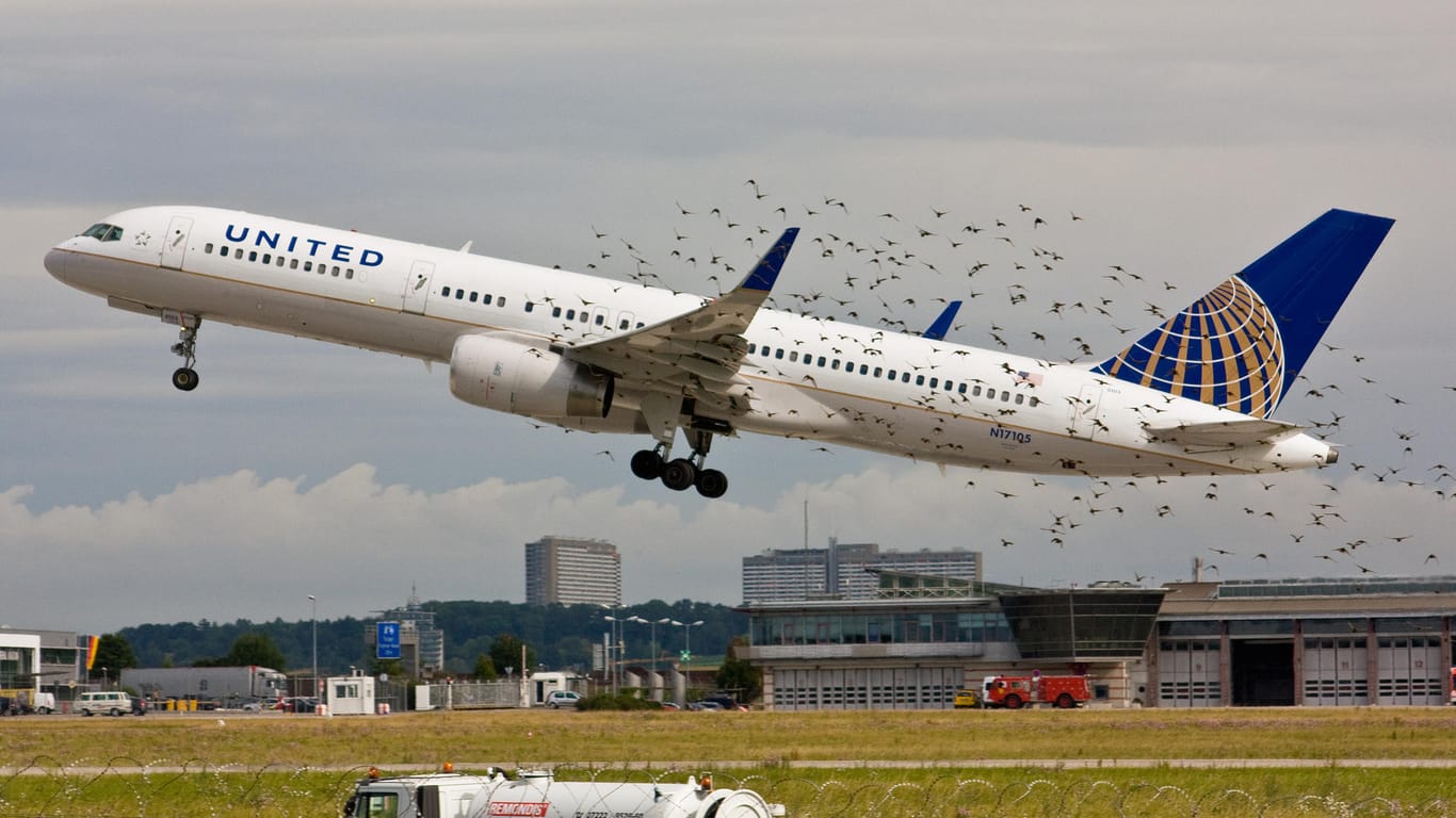 Vögel schwirren um ein Flugzeug: Die Tiere sollen von Start- und Landebahnen vertrieben werden, damit Unfälle verhindert werden können. (Archivbild)