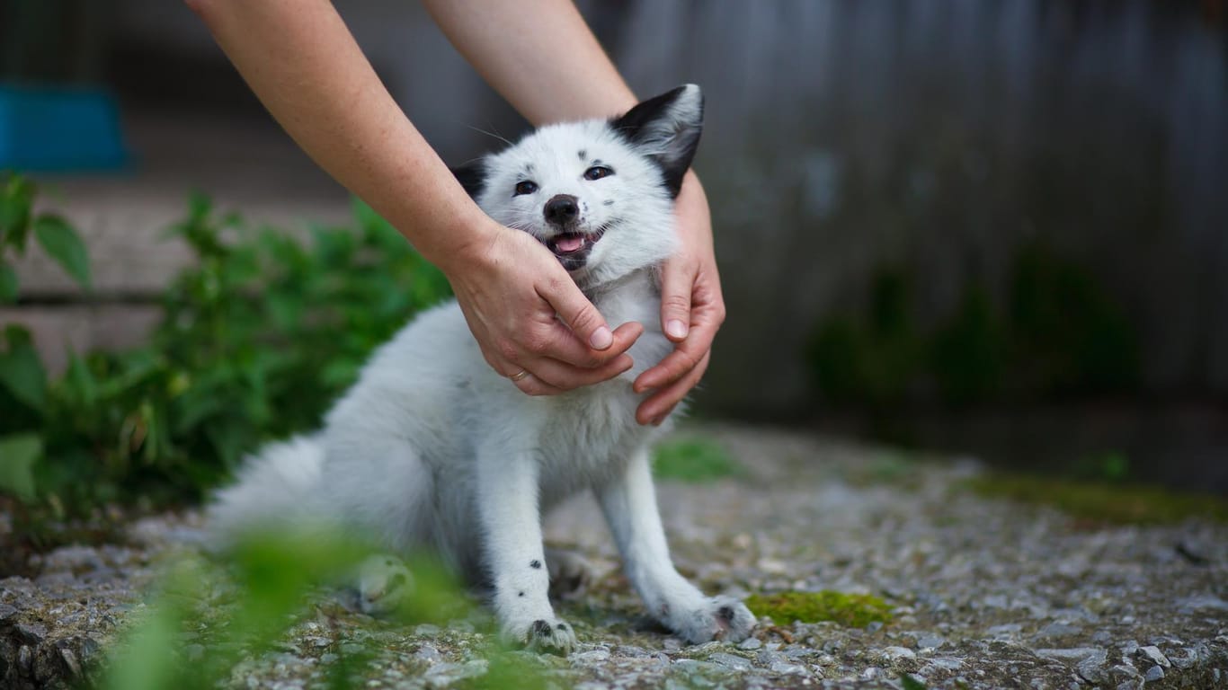 Ein gezähmter Fuchs auf dem Gelände einer Fuchs-Farm nahe Akademgorodok, Russland.