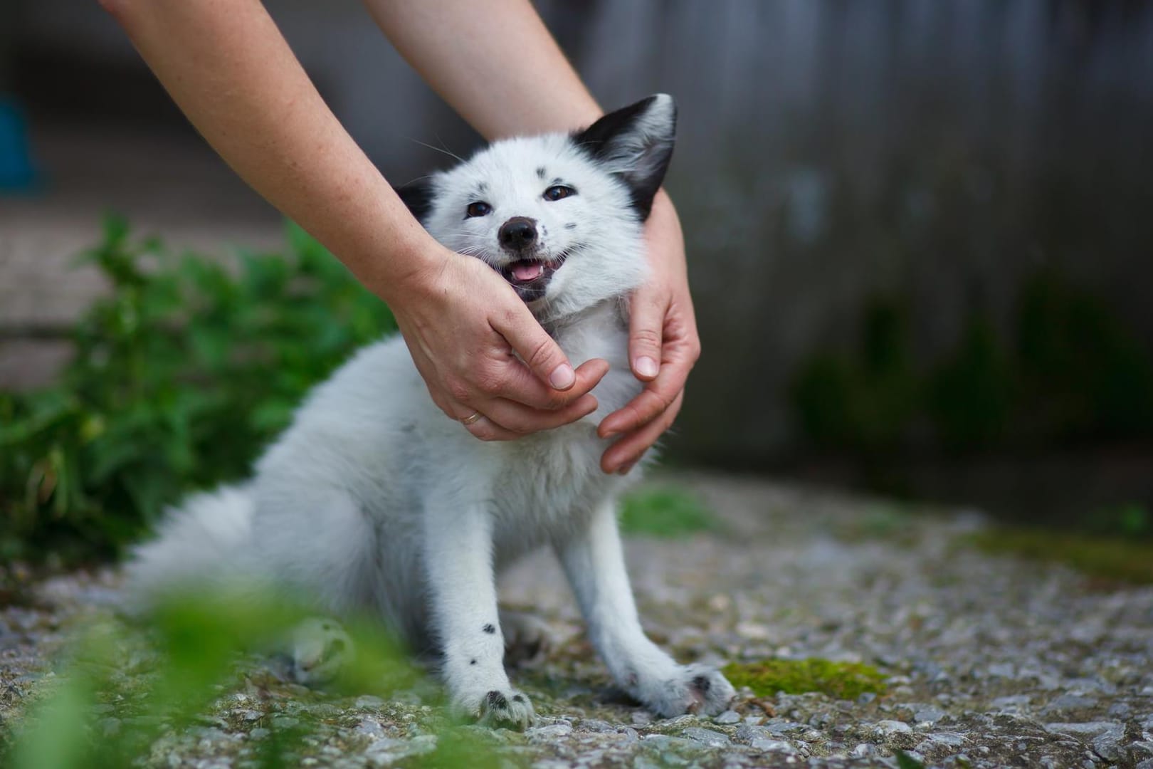 Ein gezähmter Fuchs auf dem Gelände einer Fuchs-Farm nahe Akademgorodok, Russland.