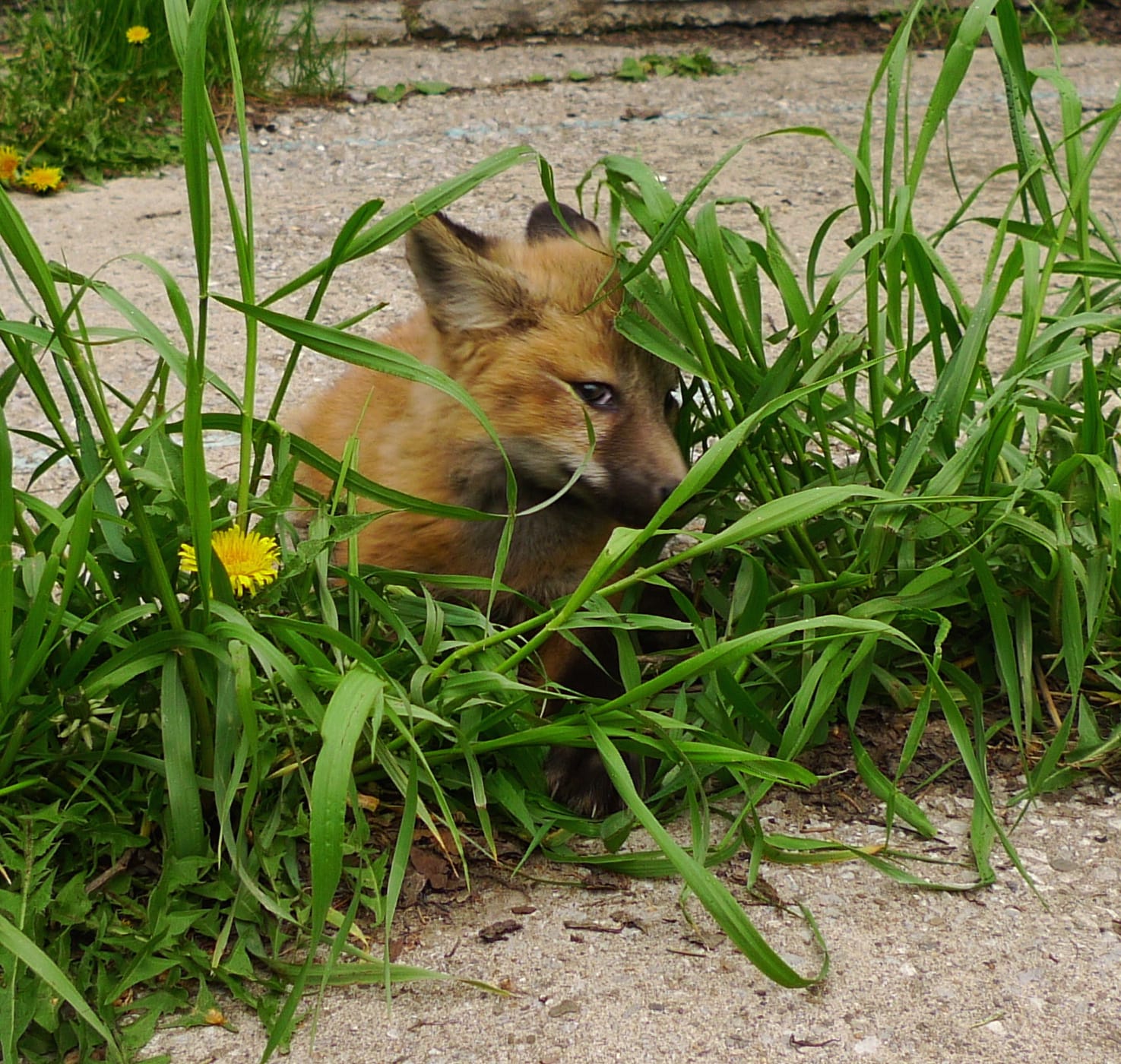 Ein gezähmter Fuchs im Gras auf dem Gelände einer Fuchs-Farm nahe Akademgorodok.
