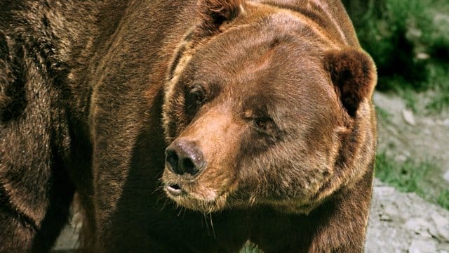 Grizzlys, die sich sehr langsam fortpflanzen, waren in den 1970er Jahren fast ausgerottet. Grizzlys, die sich sehr langsam fortpflanzen, waren in den 1970er Jahren fast ausgerottet.