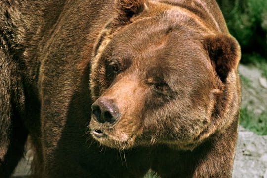 Grizzlys, die sich sehr langsam fortpflanzen, waren in den 1970er Jahren fast ausgerottet.