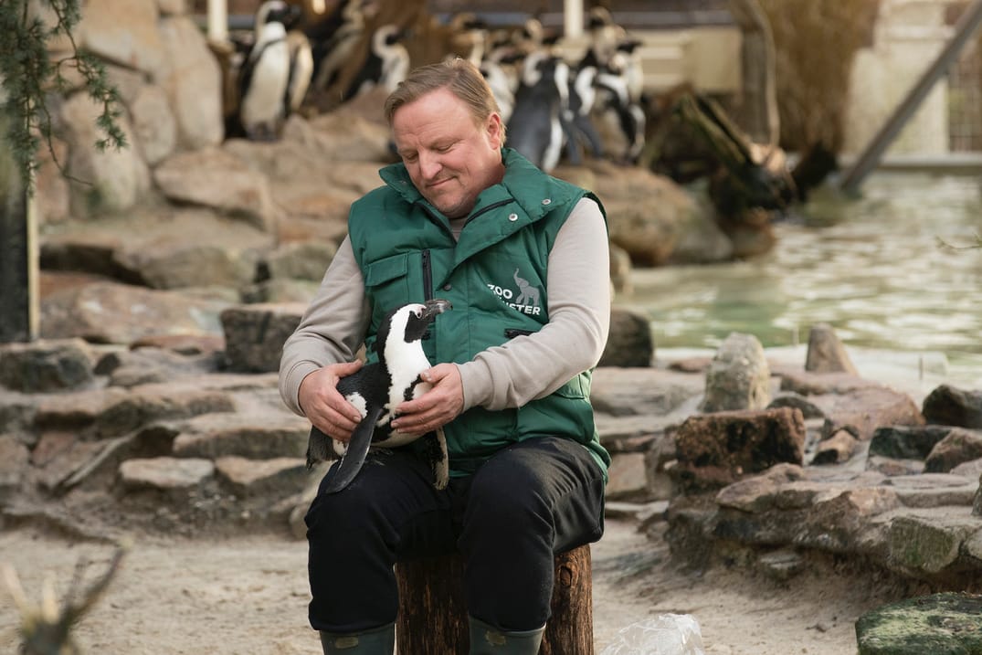 Der Kommissar und die Pinguin-Dame: Bei seinen Undercover-Ermittlungen im Zoo schließt "Tierpfleger" Frank Thiel (Axel Prahl) Pinguin Sandy (Sandy) in sein Herz.