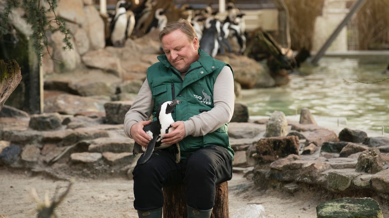 Der Kommissar und die Pinguin-Dame: Bei seinen Undercover-Ermittlungen im Zoo schließt "Tierpfleger" Frank Thiel (Axel Prahl) Pinguin Sandy (Sandy) in sein Herz.