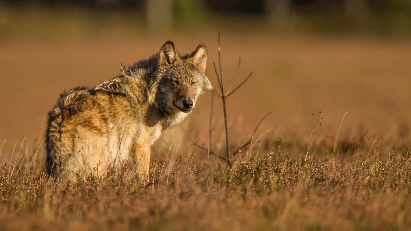 Wolf in der Lüneburger Heide