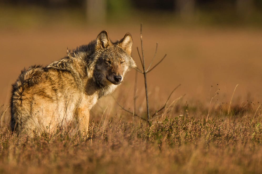 Wolf in der Lüneburger Heide