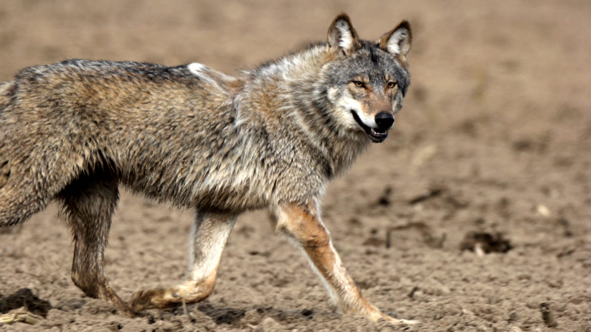 Wolf in der Lüneburger Heide