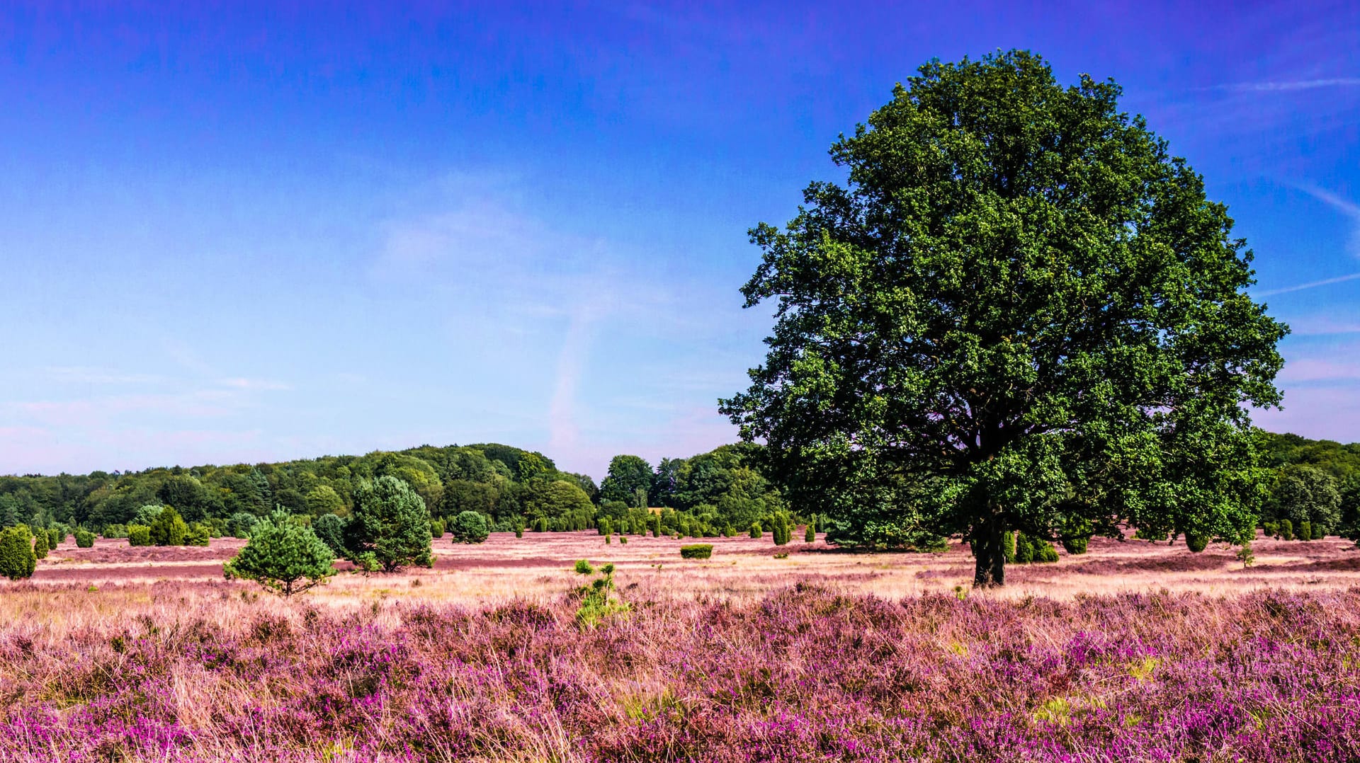 Blühende Heidelandschaft in der Lüneburger Heide