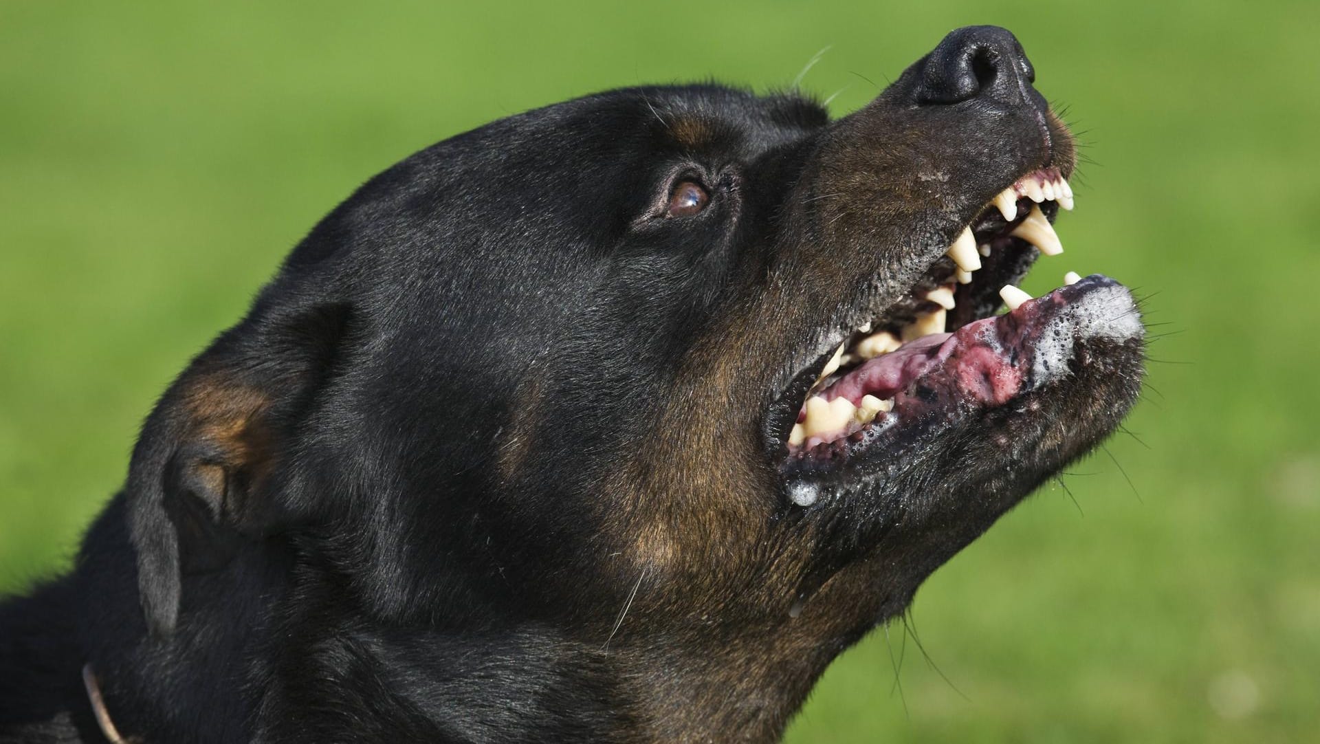 Ein Rottweiler: Drei Passanten und zwei Polizisten mussten in München mit Bisswunden ins Krankenhaus gebracht werden (Symbolfoto). Ein Rottweiler: Drei Passanten und zwei Polizisten mussten in München mit Bisswunden ins Krankenhaus gebracht werden (Symbolfoto).