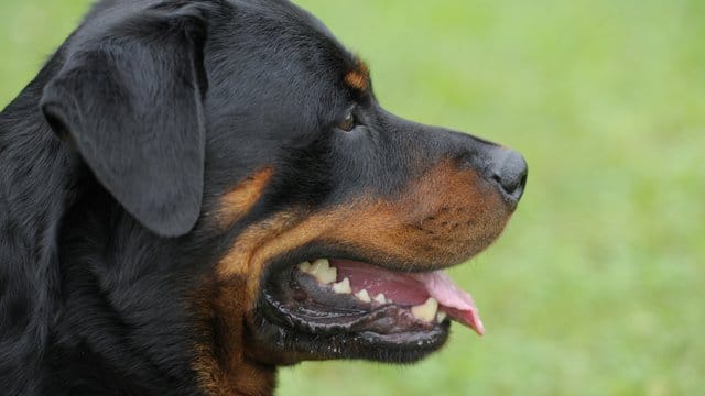 Ein Rottweiler hat in München mehrere Menschen attackiert. Ein Rottweiler hat in München mehrere Menschen attackiert.