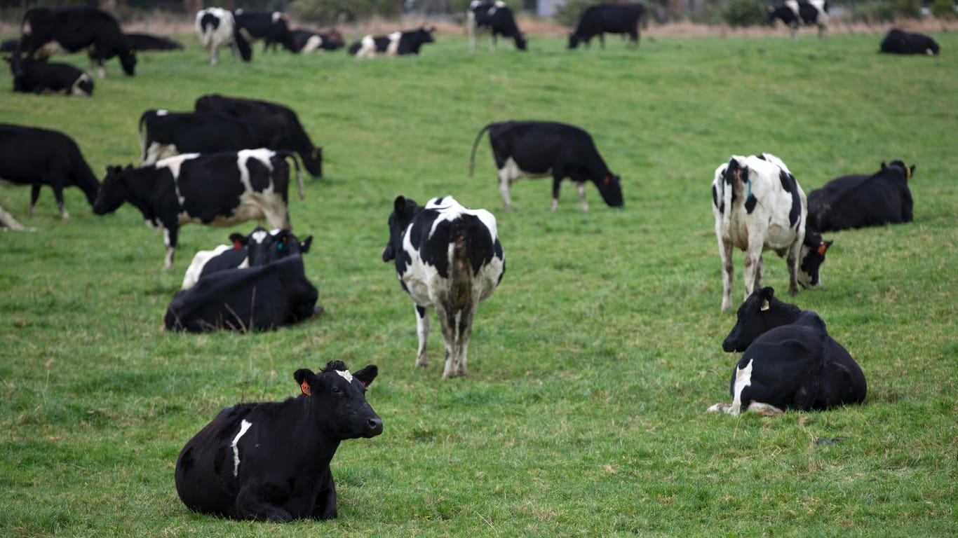 Rinder in Neuseeland: 150.000 Milchkühen und andere Rindern droht der Schlachter.