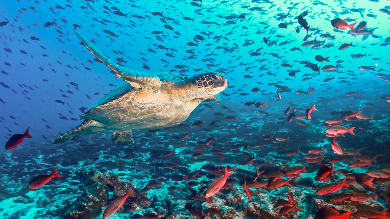 Schildkröte zwischen Tunfisch