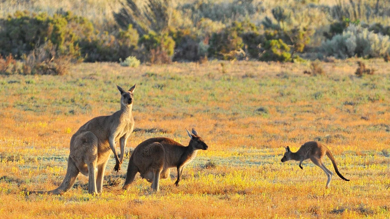 Kängurus im Coorong Nationalpark in Australien: Die Tiere dürfen hier nicht gejagt werden. (Symbolfoto)