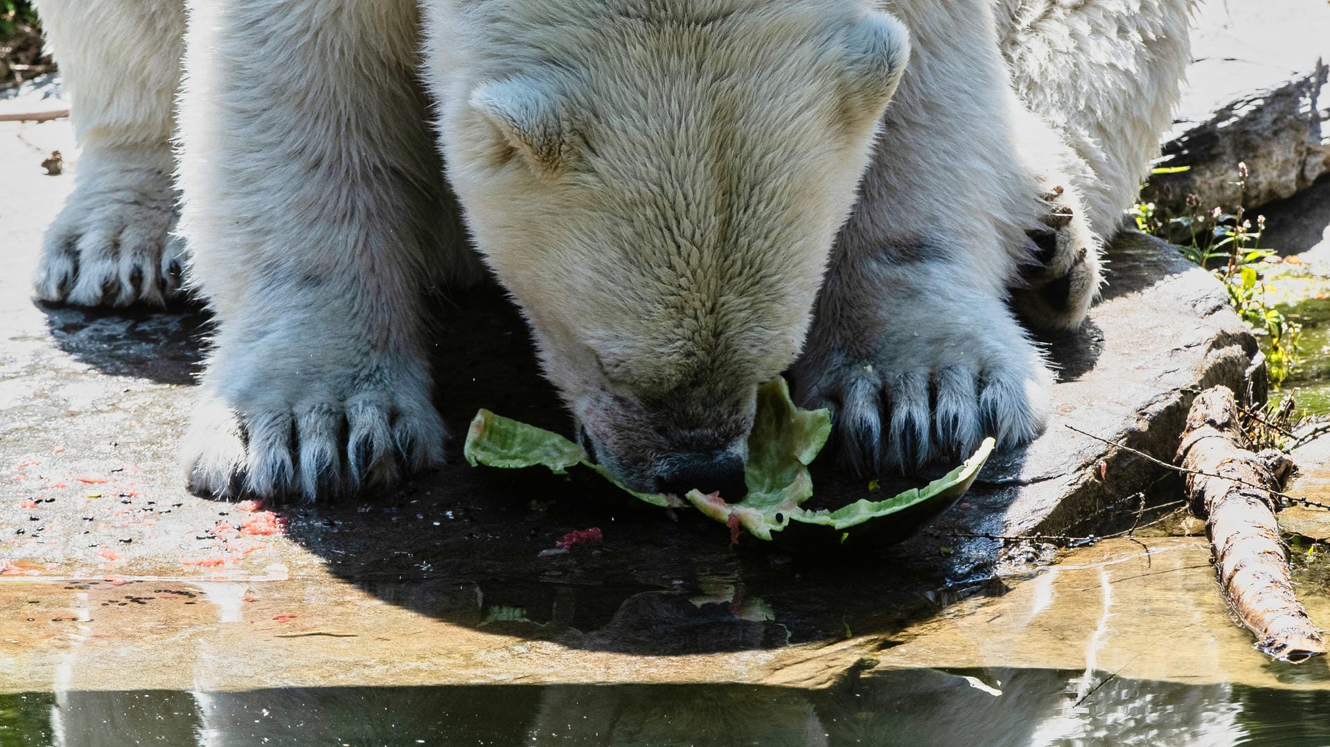 Eisbärin Tonja im Berliner Tierpark: Vielerorts in Deutschland litten Menschen wie Tiere unter der sommerlichen Hitze.