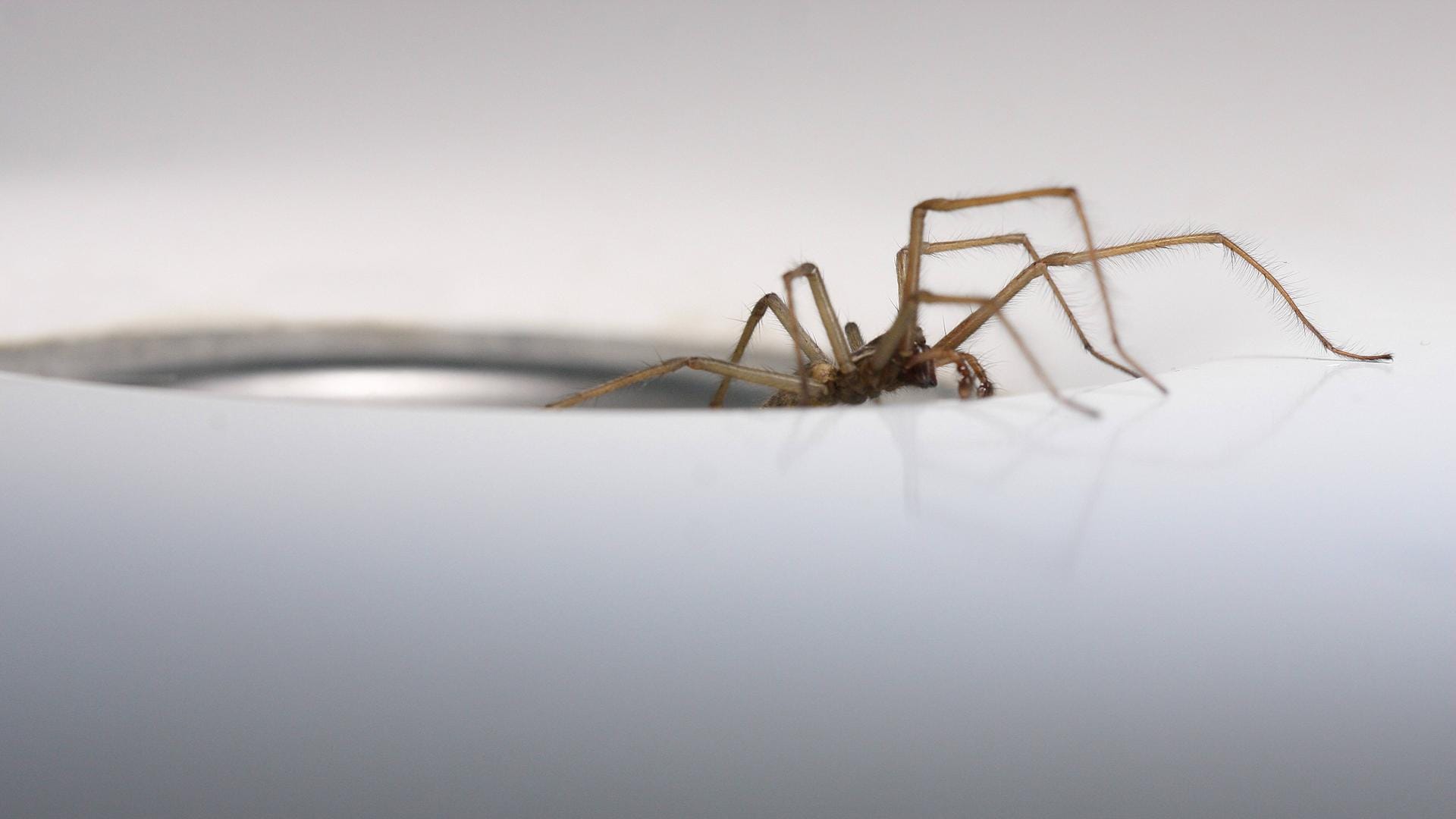 Pfui, Spinne Pfui, Spinne