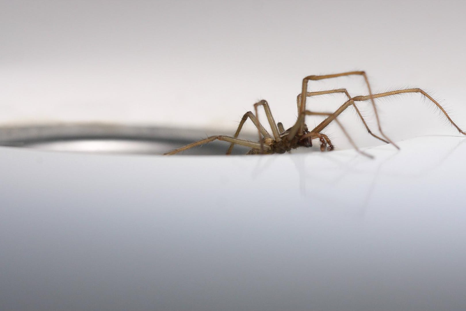 Pfui, Spinne