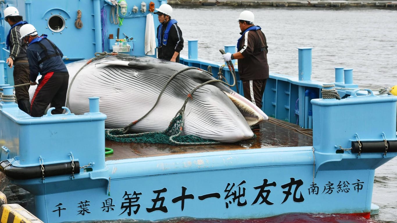 Walfang in Japan