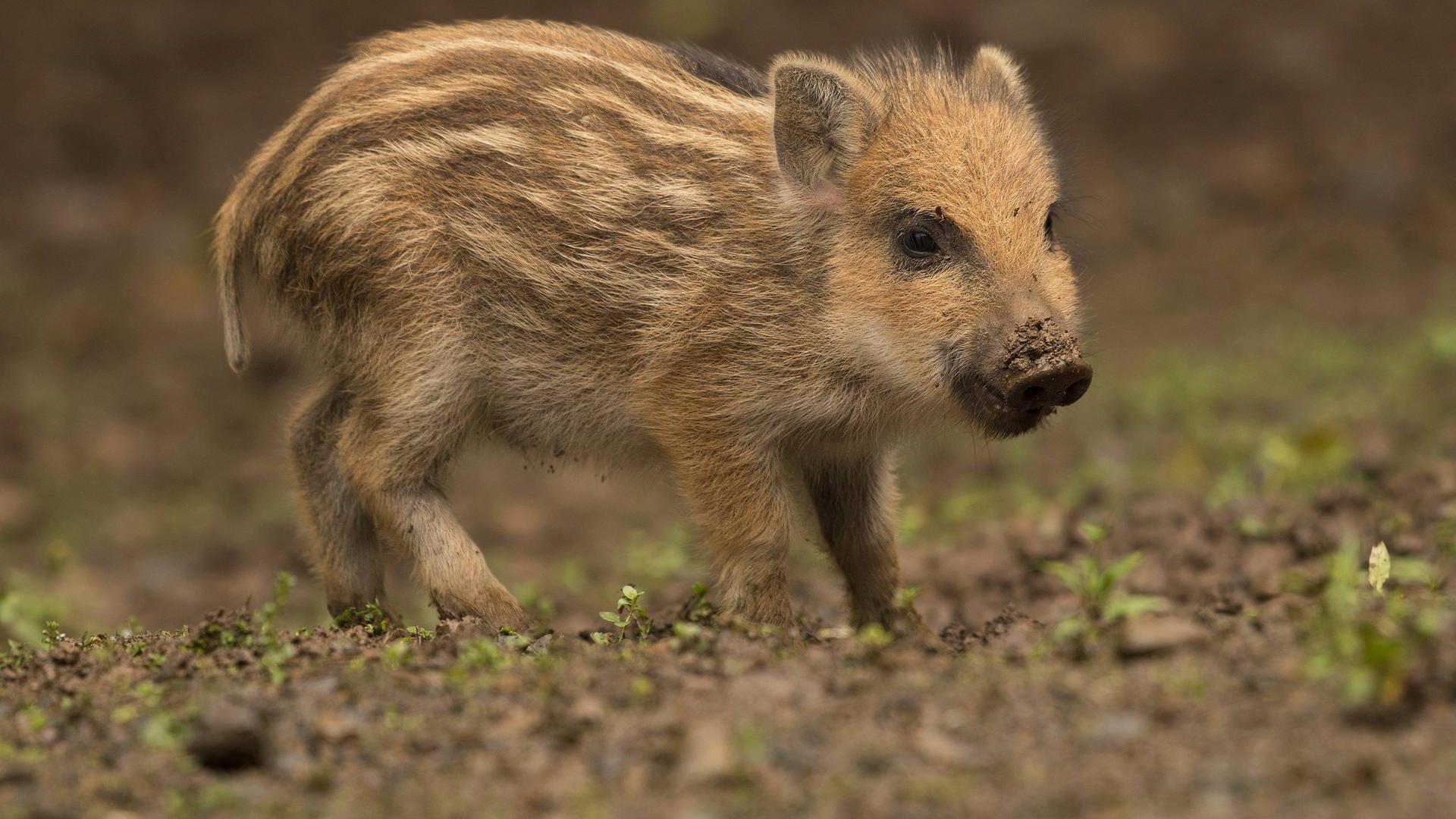 Ein junges Wildschwein: Der Frischling in Mühlheim erwies sich gegenüber den Polizisten als sehr zutraulich. (Symbolbild)