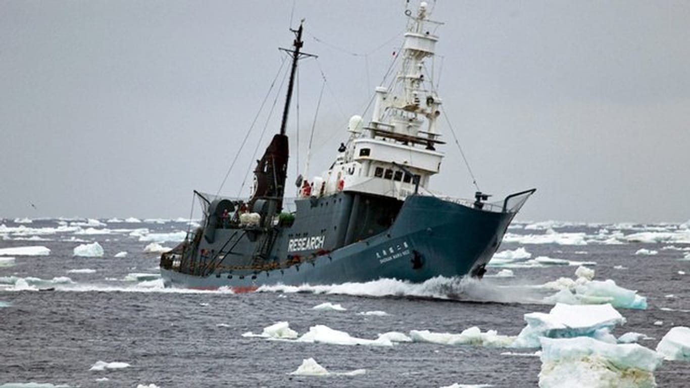 Japanisches Walfangschiff: Seit mehr als 25 Jahren haben Japans Waljäger mehr als 10.