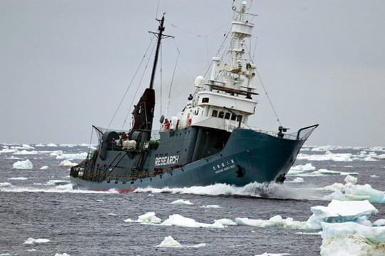 Japanisches Walfangschiff: Seit mehr als 25 Jahren haben Japans Waljäger mehr als 10.