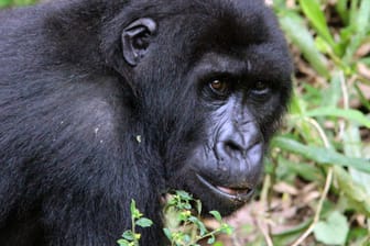 Ein Berggorilla im Gehege im Virunga-Nationalpark in Rumangabo (Kongo): Bereits in diesem Jahr kamen in dem Park acht Gorillababys zur Welt. (Archivbild)