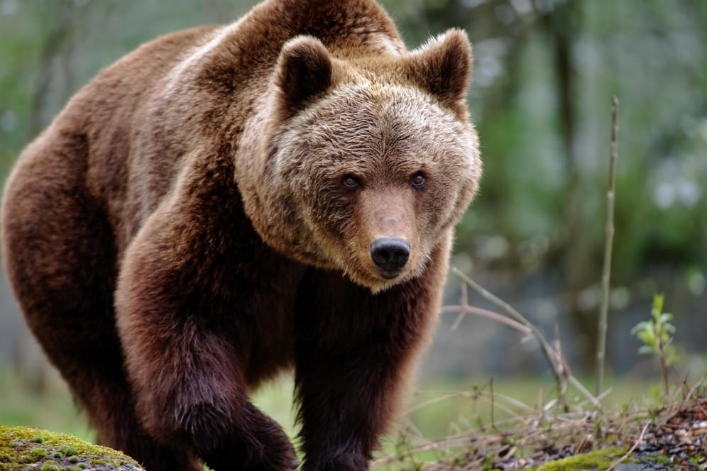 Ein Braunbär: Die Wahrscheinlichkeit einer unangenehmen Begegnung mit einem Bären ist Experten zufolge "ausgesprochen gering".