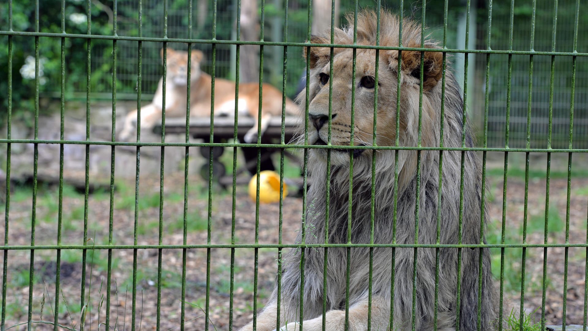 Ein Löwe in seinem Gehege im Eifel-Zoo Lünebach: Die Behörden warnten, er und weitere Raubtiere seien ausgebrochen.