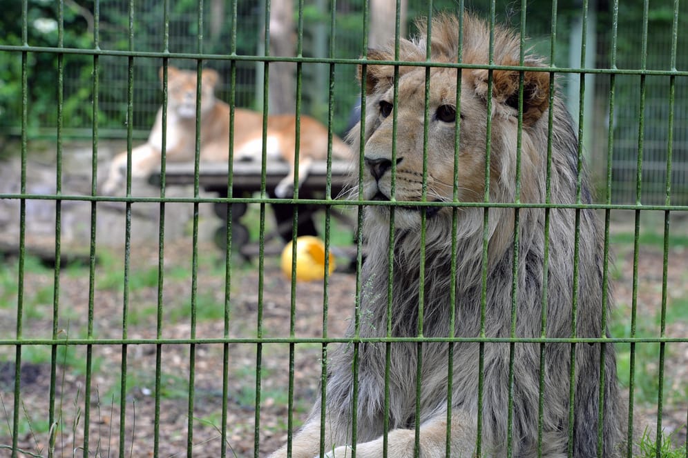 Ein Löwe in seinem Gehege im Eifel-Zoo Lünebach: Die Behörden warnten, er und weitere Raubtiere seien ausgebrochen.
