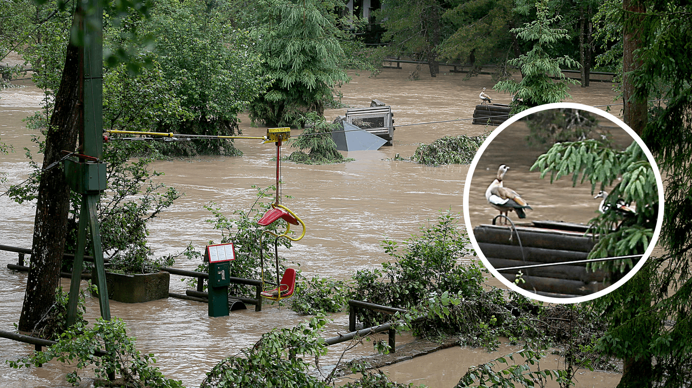 Überfluteter Eifel-Zoo: Zoovögel schauen sich die Bescherung aus sicherer Position an.