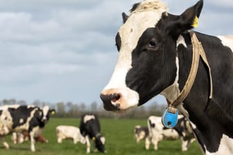 Kühe stehen auf einer Weide (Symbolbild): Nachdem die Kuh Penka über die EU-Außengrenze ausgebüchst war, haben die bulgarischen Behörden die sofortige Tötung des Tiers angeordnet.