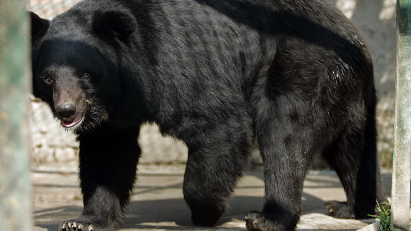 Kragenbären können 150 Kilo und schwerer werden. Dieses Tier ist ein Artgenosse des am Freitag erschossenen "Mike" aus dem Eifel-Zoo.
