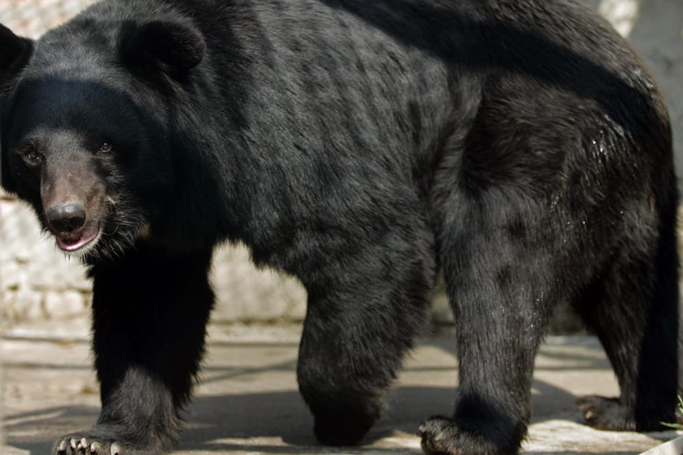 Kragenbären können 150 Kilo und schwerer werden. Dieses Tier ist ein Artgenosse des am Freitag erschossenen "Mike" aus dem Eifel-Zoo.