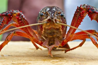 Roter amerikanischer Sumpfkrebs: In Berlin macht der tierische Einwanderer Ärger. Ein Fischer kämpft nun mit Genehmigung gegen den Allesfresser.