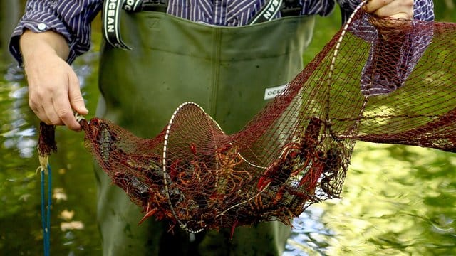 Gefangene Amerikanischen Flusskrebse krabbeln in einer Reuse im Beerliner Tiergarten. Gefangene Amerikanischen Flusskrebse krabbeln in einer Reuse im Beerliner Tiergarten.