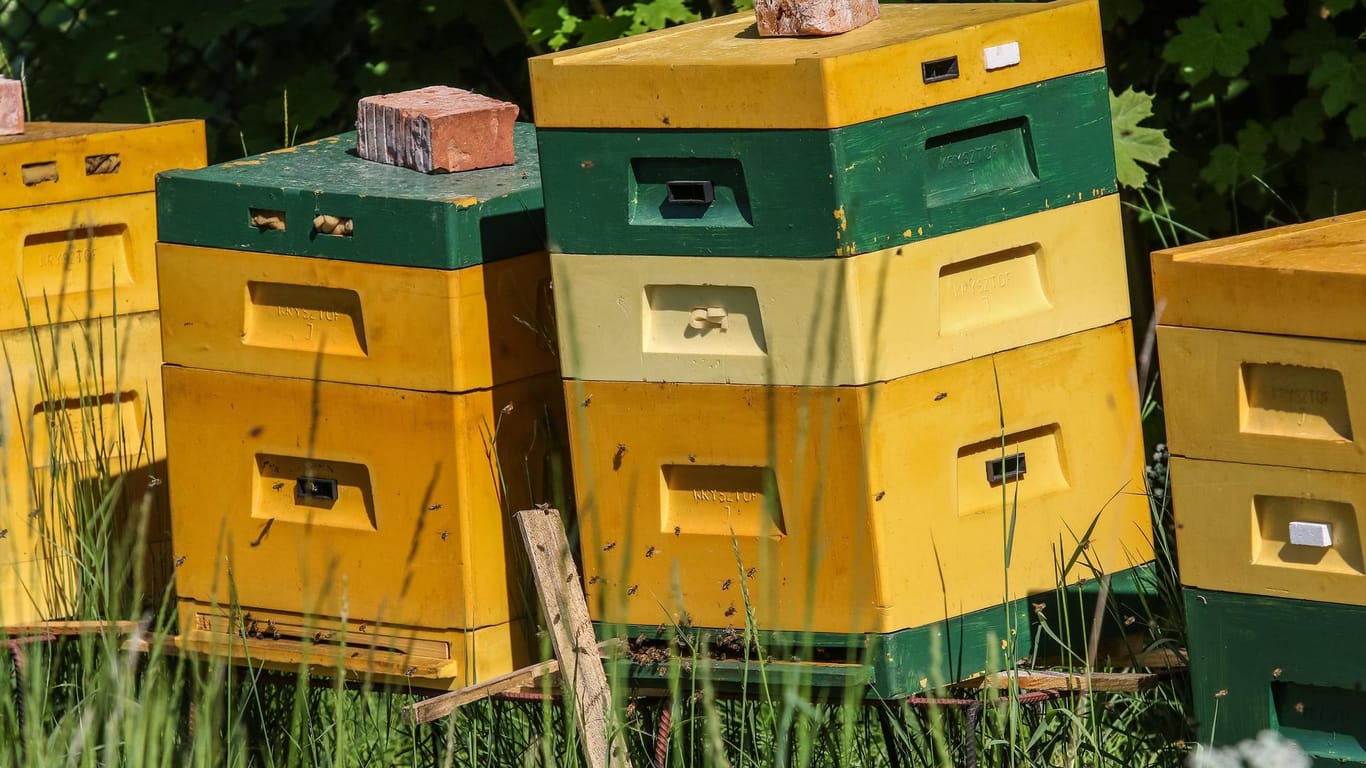 Archivbild eines Bienenstocks: In Bayern hat ein Dieb einen Bienenstock umgeworfen – mit katastrophalen Folgen für die Tiere.