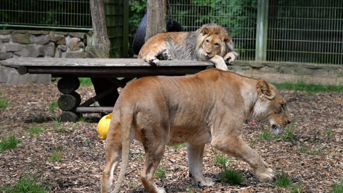 Löwe Malor liegt in seinem Gehege im Eifel-Zoo in Lünebach, während im Vordergrund seine Mutter Lira vorbeiläuft.