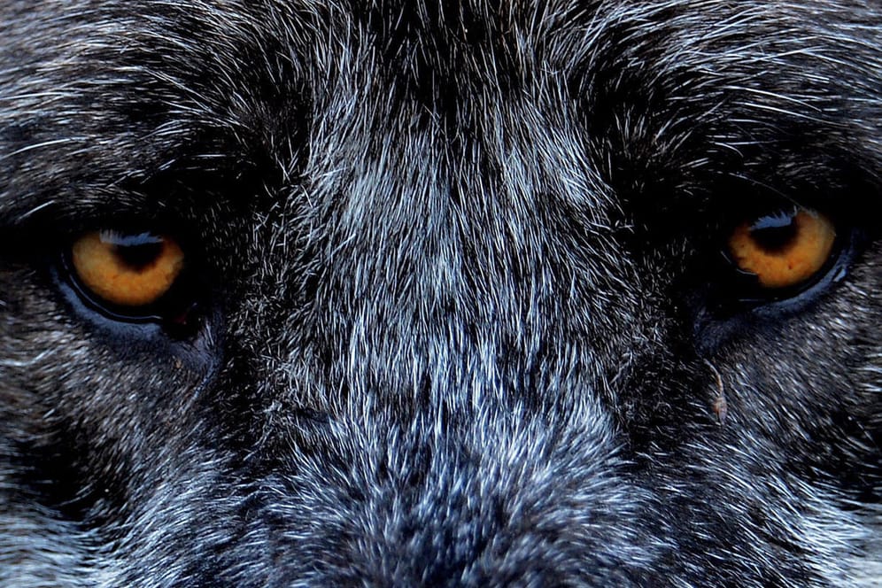 Wolf: Landwirtschaftliche Verbände fordern Schutz vor einer unkontrollierten Zunahme der Wolfspopulation.